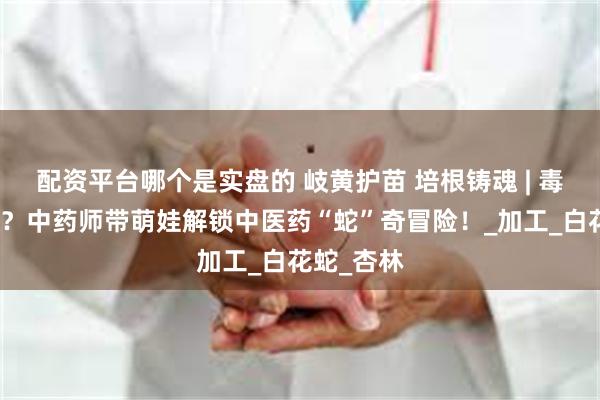 配资平台哪个是实盘的 岐黄护苗 培根铸魂 | 毒蛇变良药？中药师带萌娃解锁中医药“蛇”奇冒险！_加工_白花蛇_杏林